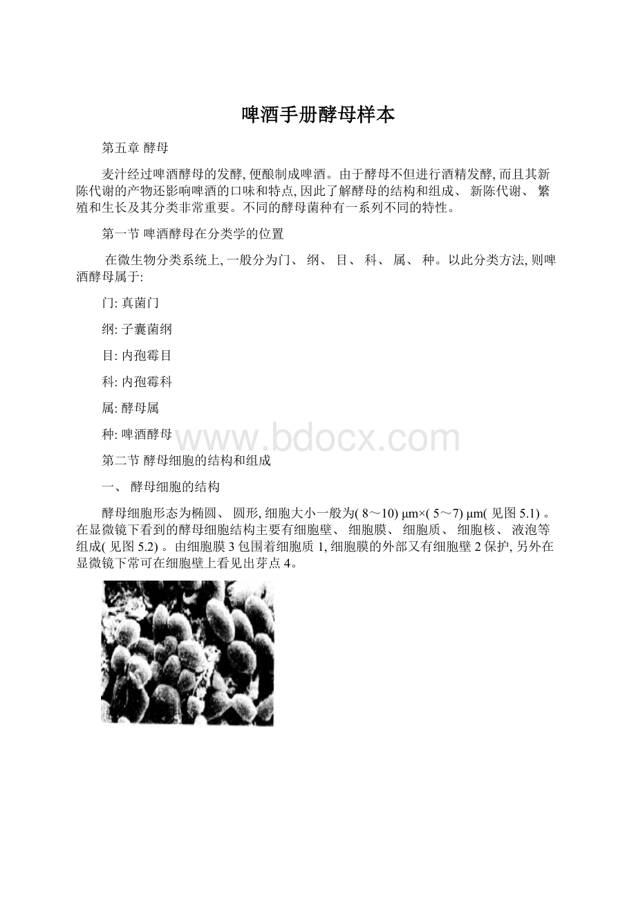 啤酒手册酵母样本.docx_第1页