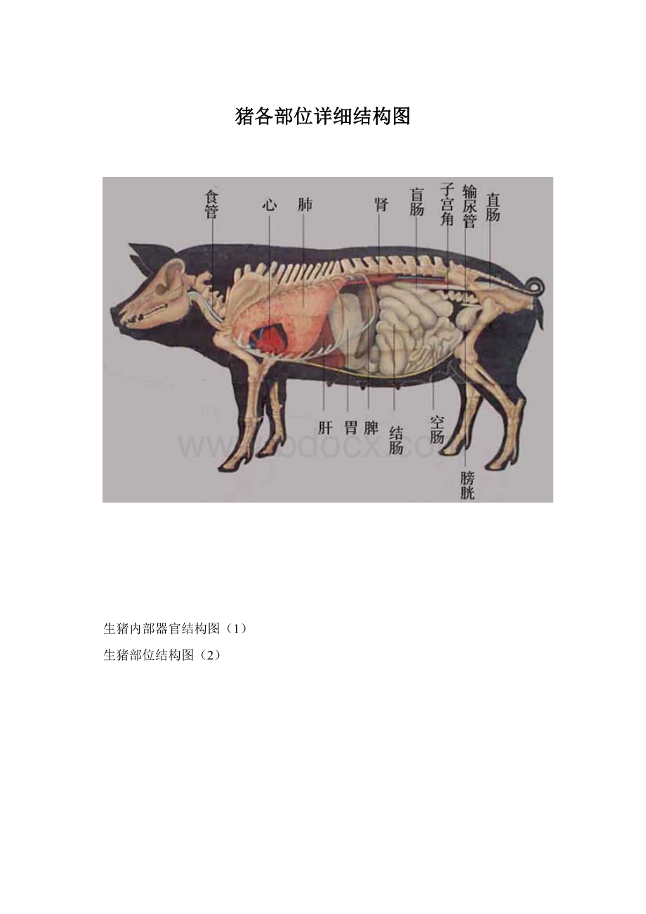 猪各部位详细结构图Word格式.docx_第1页