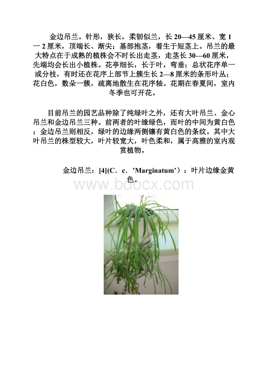 吊兰及栽培技术Word格式.docx_第2页