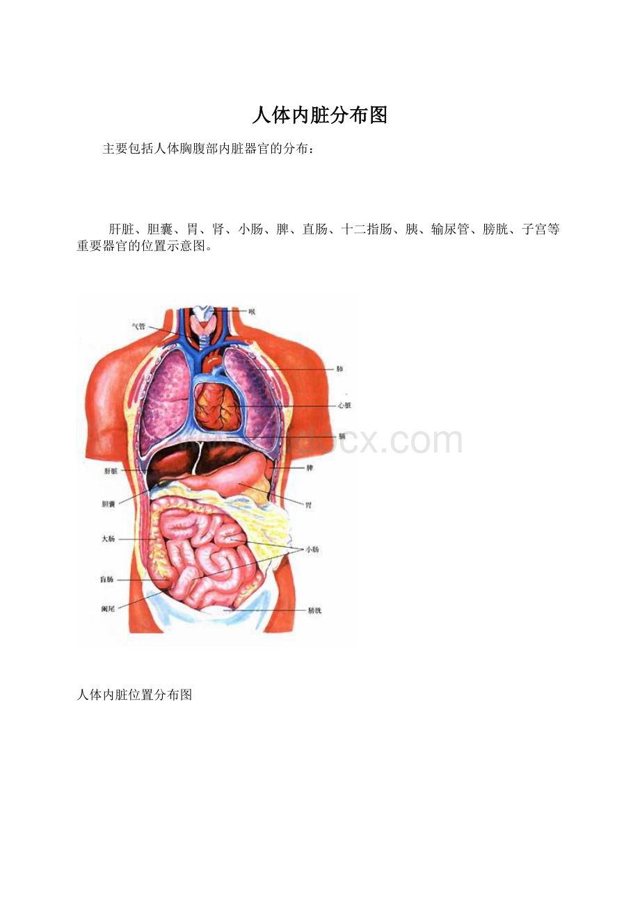 人体内脏分布图Word文档格式.docx