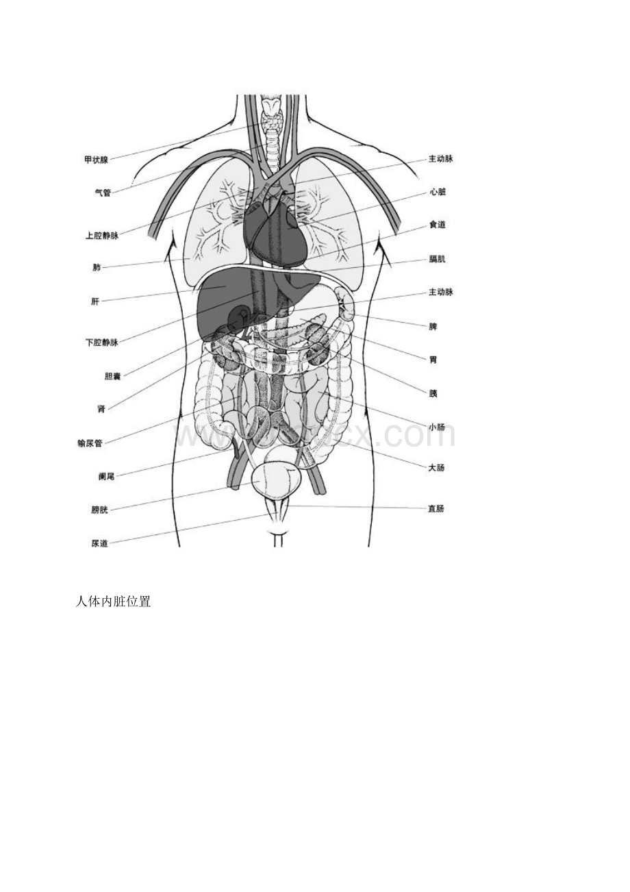 人体内脏分布图Word文档格式.docx_第2页