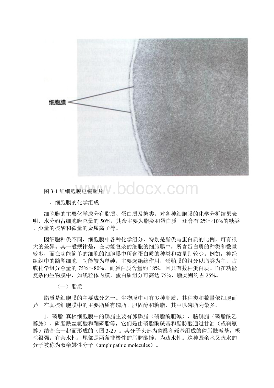 真核细胞的基本结构.docx_第2页