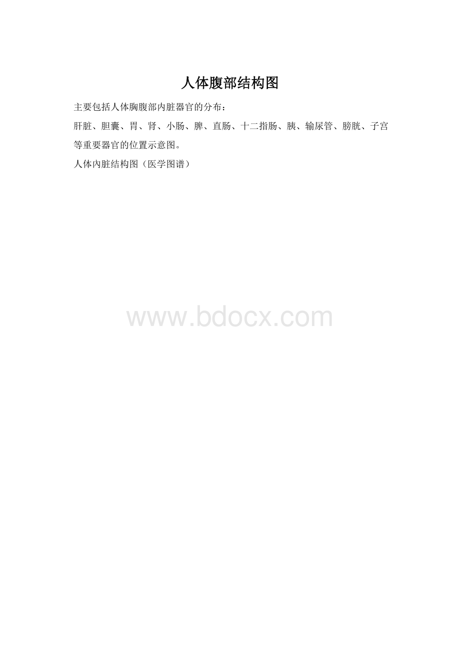 人体腹部结构图.docx