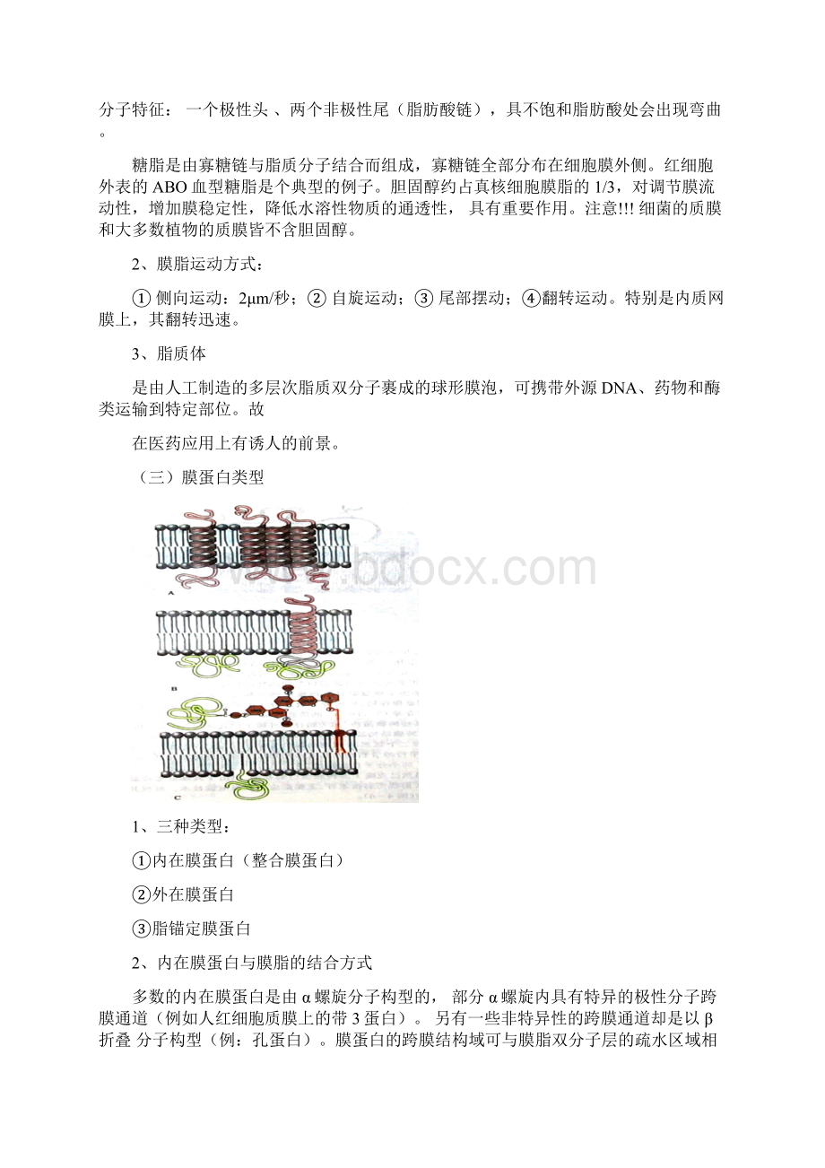 细胞生物学第四章细胞质膜和第十五章细胞社会的联系.docx_第2页