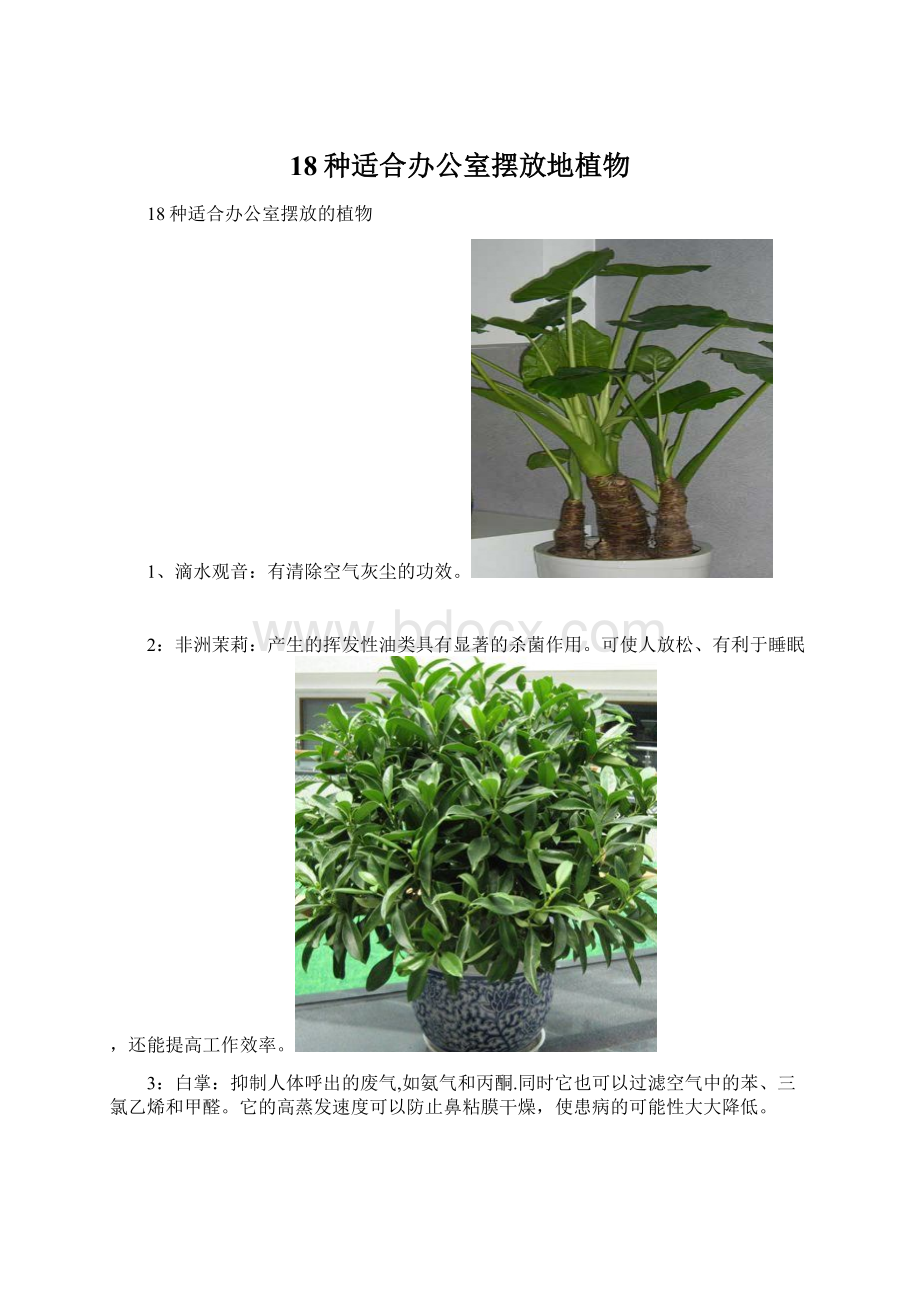 18种适合办公室摆放地植物Word文档格式.docx