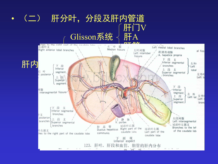 肝、胰、肾上腺的断面解剖及腹部断面幻灯片.ppt_第2页