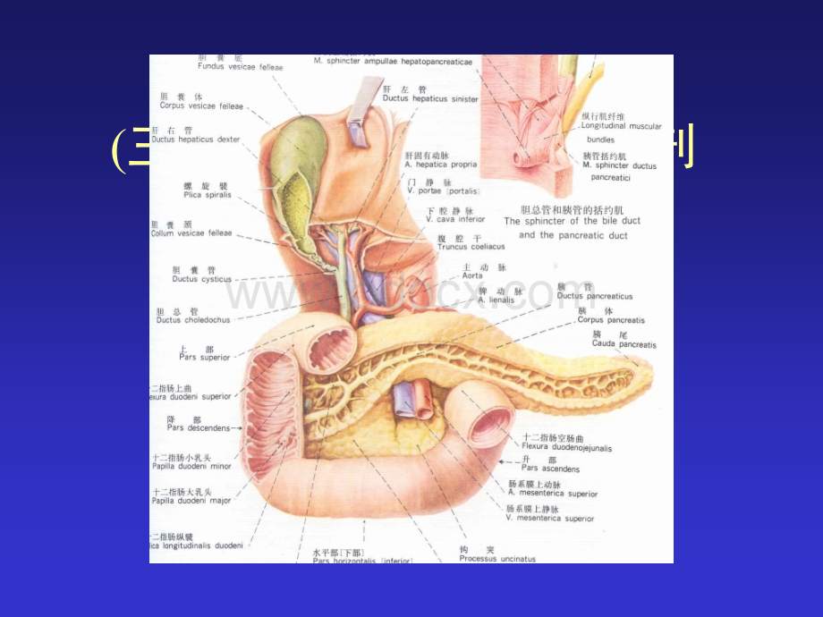 肝、胰、肾上腺的断面解剖及腹部断面幻灯片.ppt_第3页