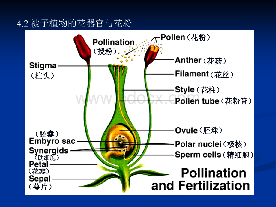 蜜蜂与人类健康.ppt_第2页