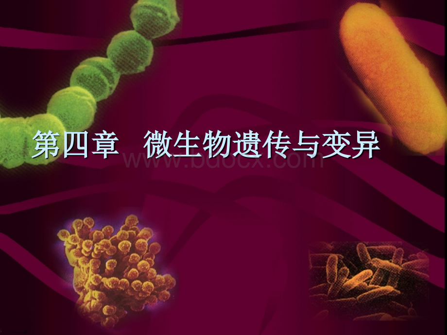 微生物遗传.ppt_第1页