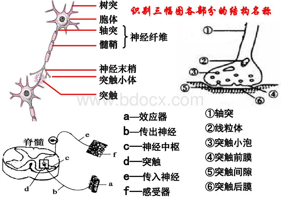 神经调节优质PPT.ppt_第2页