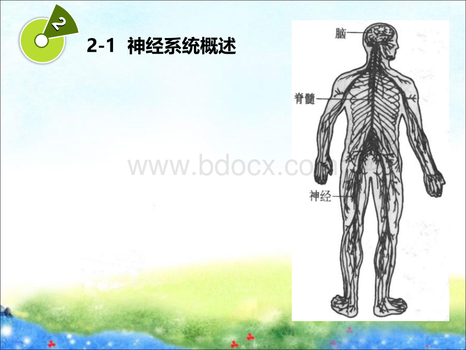 第二章(2)学前儿童神经系统的发育与保育.ppt_第2页