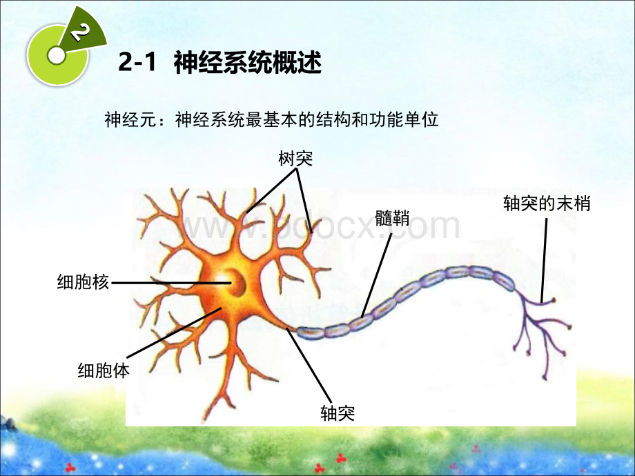 第二章(2)学前儿童神经系统的发育与保育.ppt_第3页