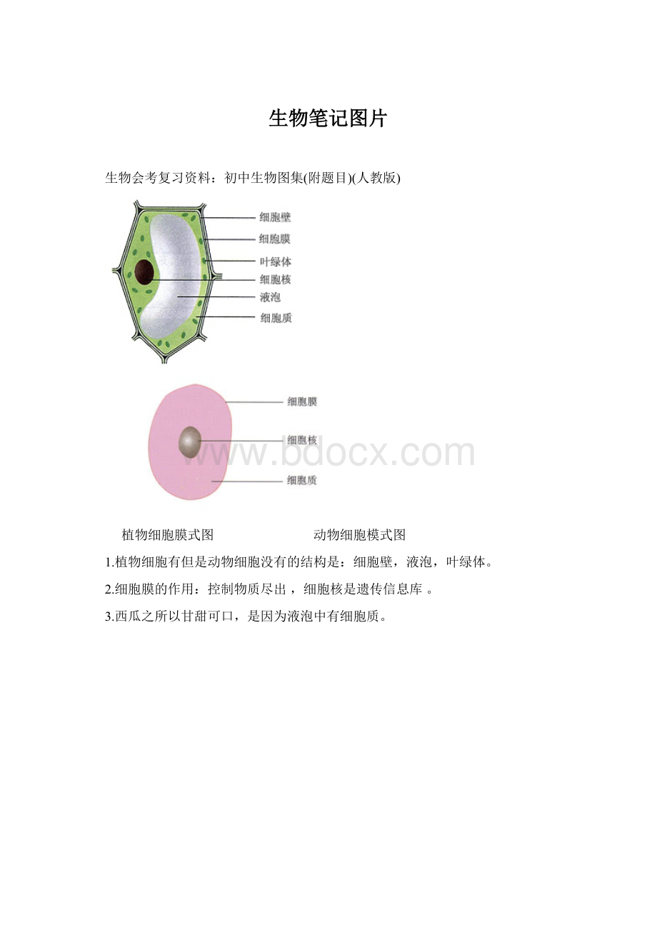 生物笔记图片Word格式.docx