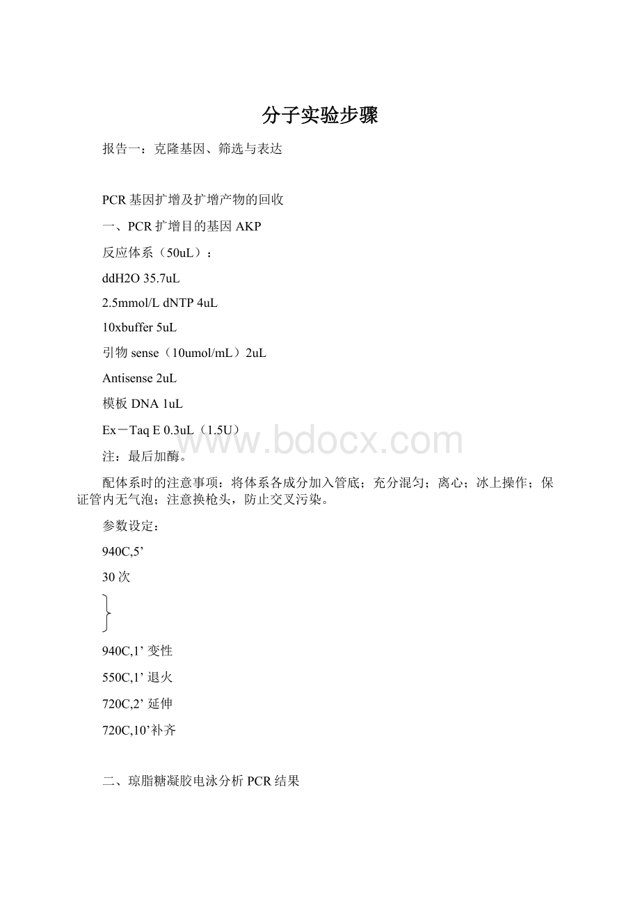 分子实验步骤.docx_第1页