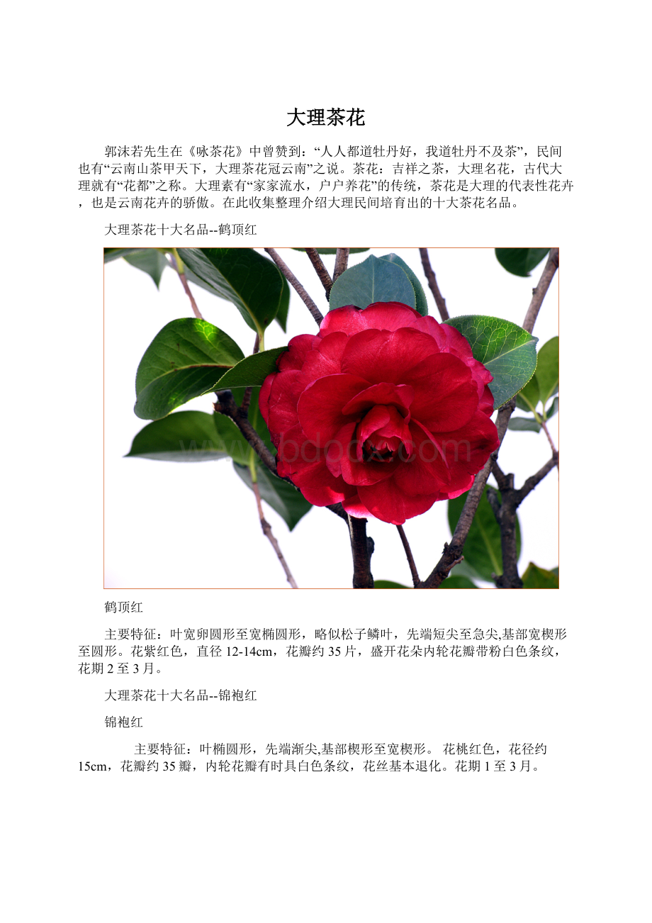 大理茶花Word下载.docx_第1页