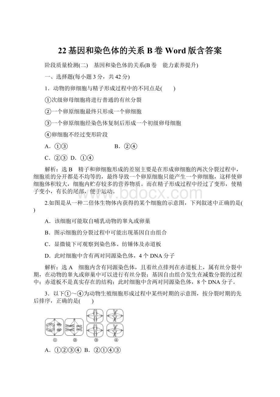 22基因和染色体的关系B卷 Word版含答案Word下载.docx_第1页