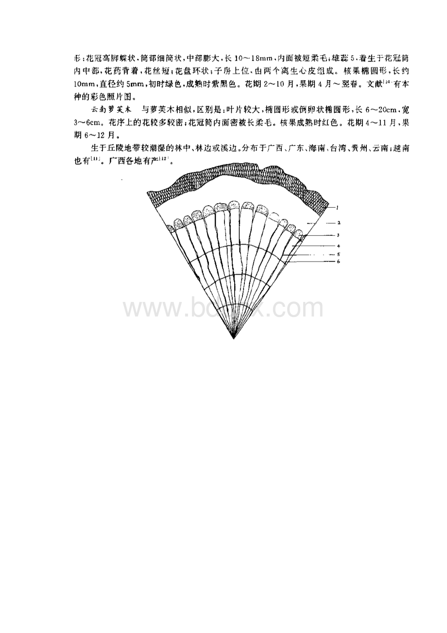 萝芙木.docx_第3页