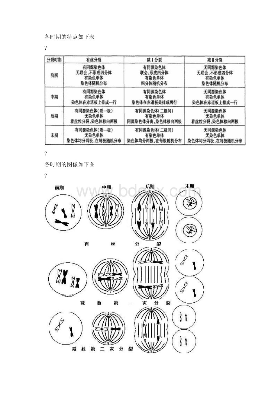 高中生物有丝分裂和减数分裂图解.docx_第2页