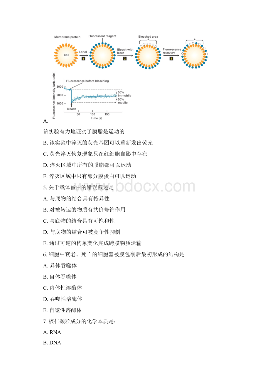 级细胞生物学习题Word格式文档下载.docx_第2页