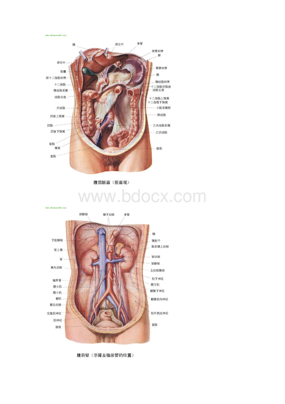 人体内脏器官分布图docWord文档下载推荐.docx_第2页