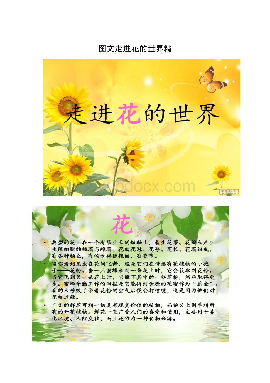 图文走进花的世界精.docx