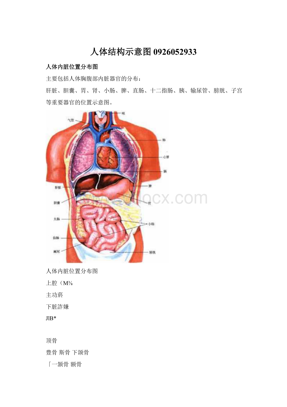 人体结构示意图0926052933Word文档下载推荐.docx