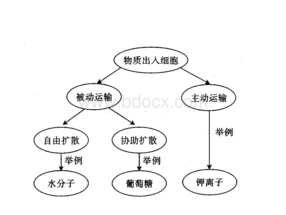 高中生物学全套思维导图.ppt_第2页