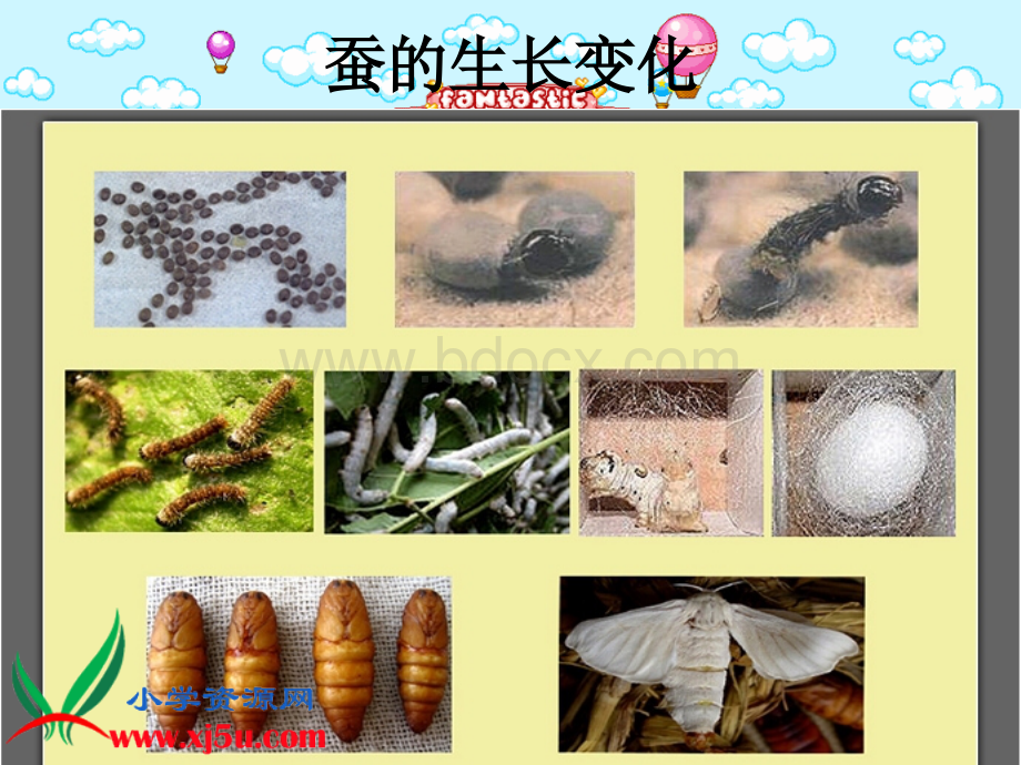 蚕卵里孵出的新生命PPT.ppt_第2页