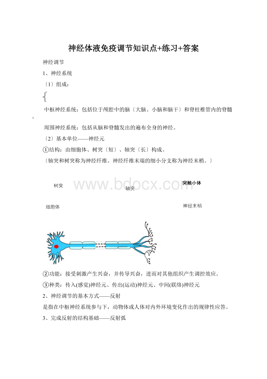 神经体液免疫调节知识点+练习+答案.docx