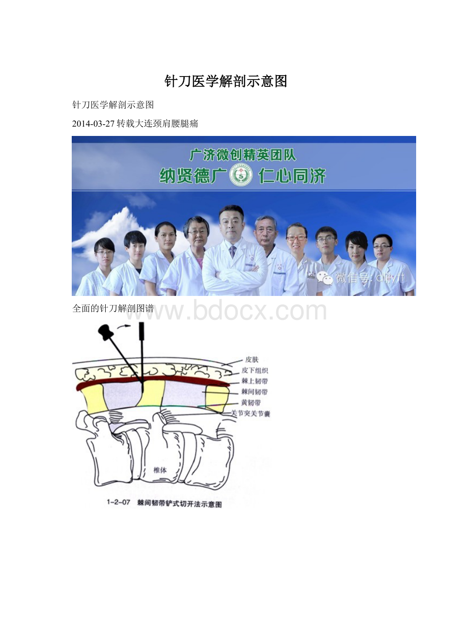 针刀医学解剖示意图.docx