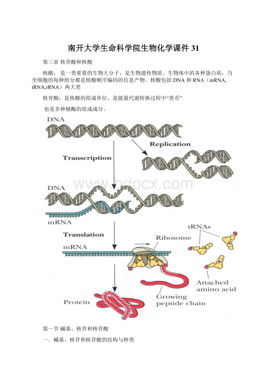 南开大学生命科学院生物化学课件31.docx