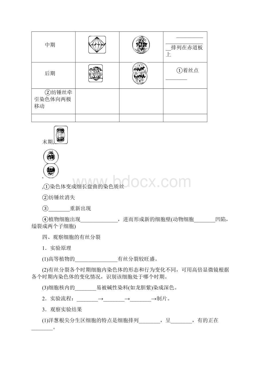 高考生物一轮总复习 第4单元 细胞的生命历程 第1讲 细胞的增殖1学案.docx_第3页