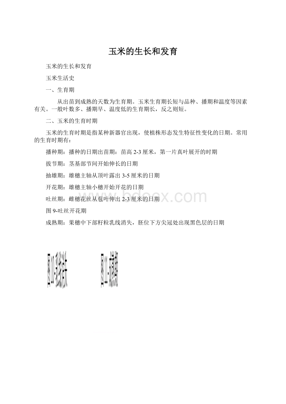 玉米的生长和发育Word文件下载.docx