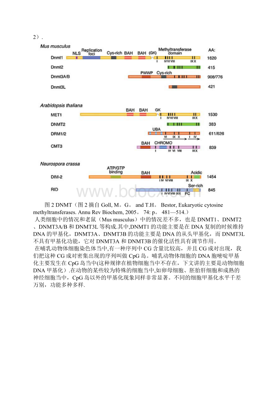 DNA甲基化范本模板Word文档格式.docx_第3页