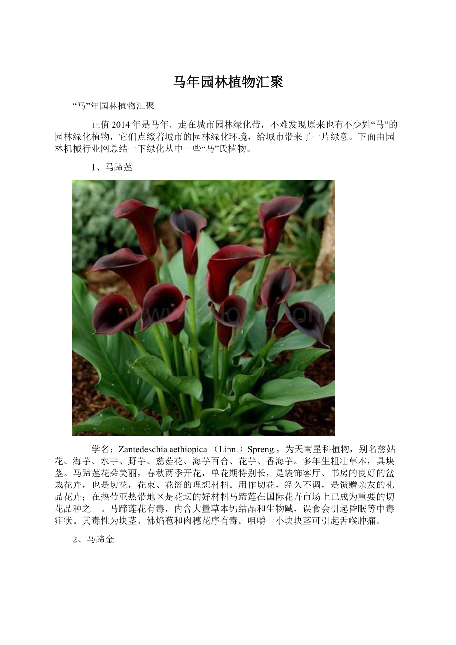 马年园林植物汇聚Word文档格式.docx