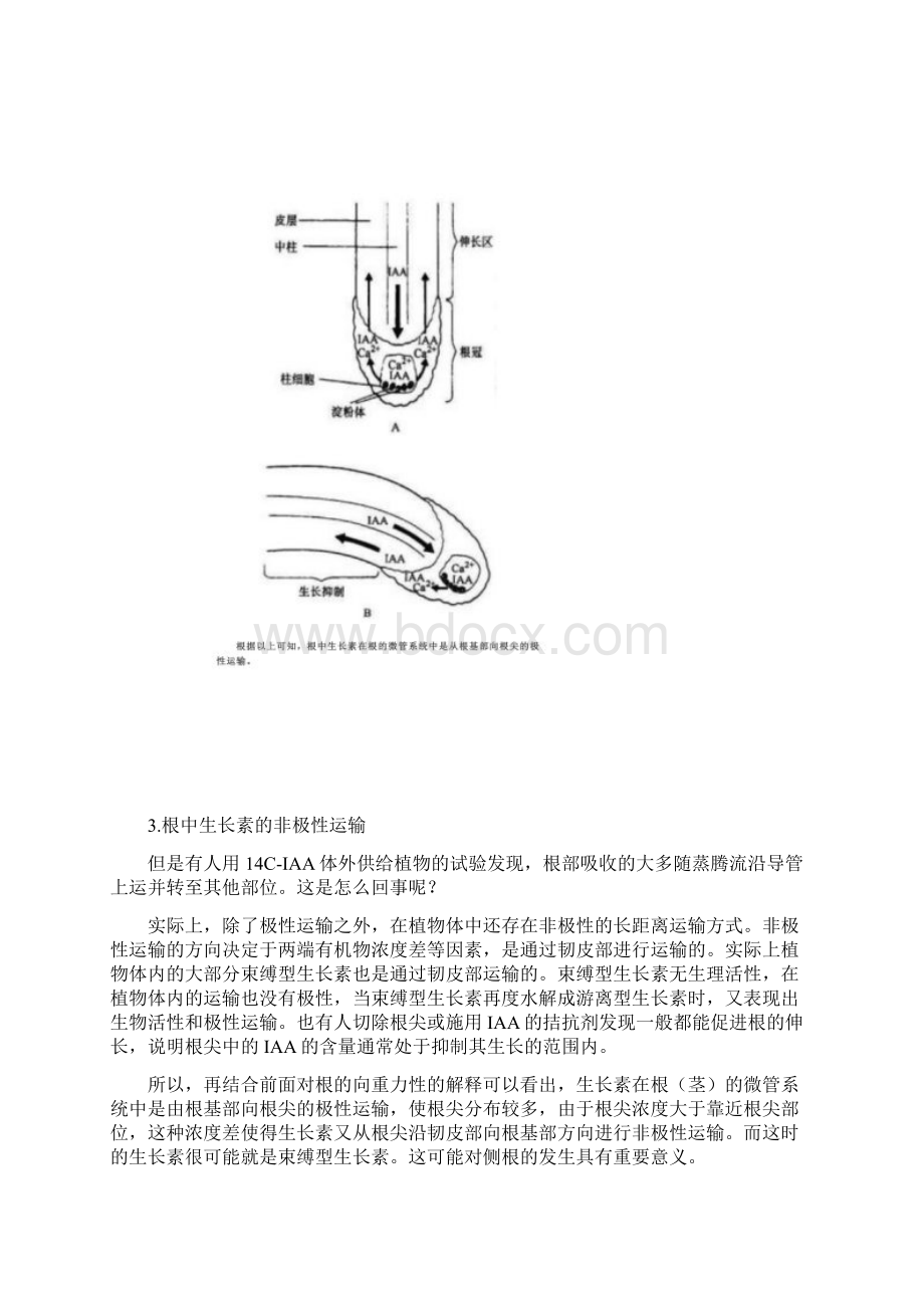 生长素在根部的几种运输方式.docx_第2页