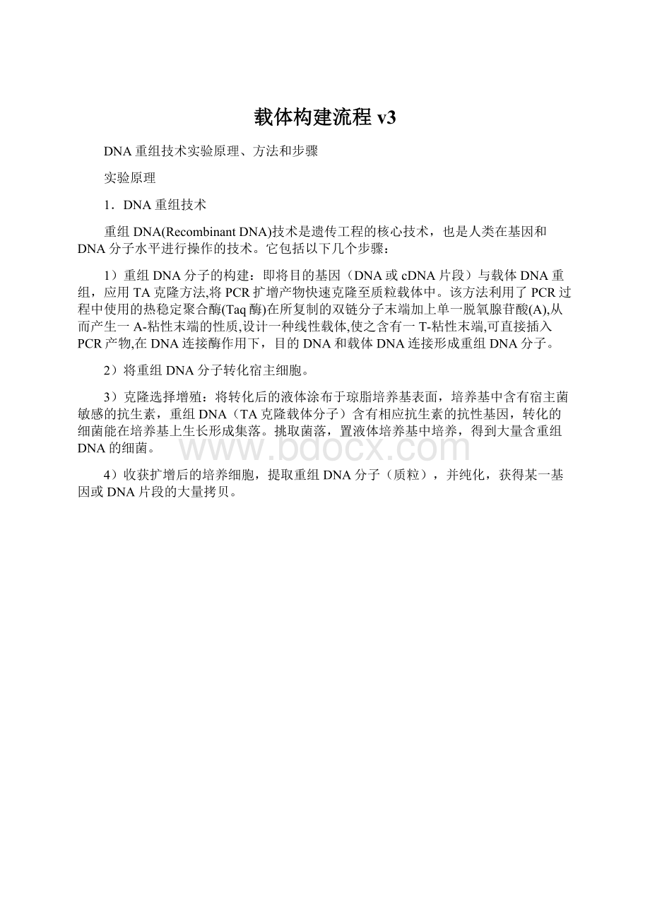 载体构建流程v3Word格式文档下载.docx