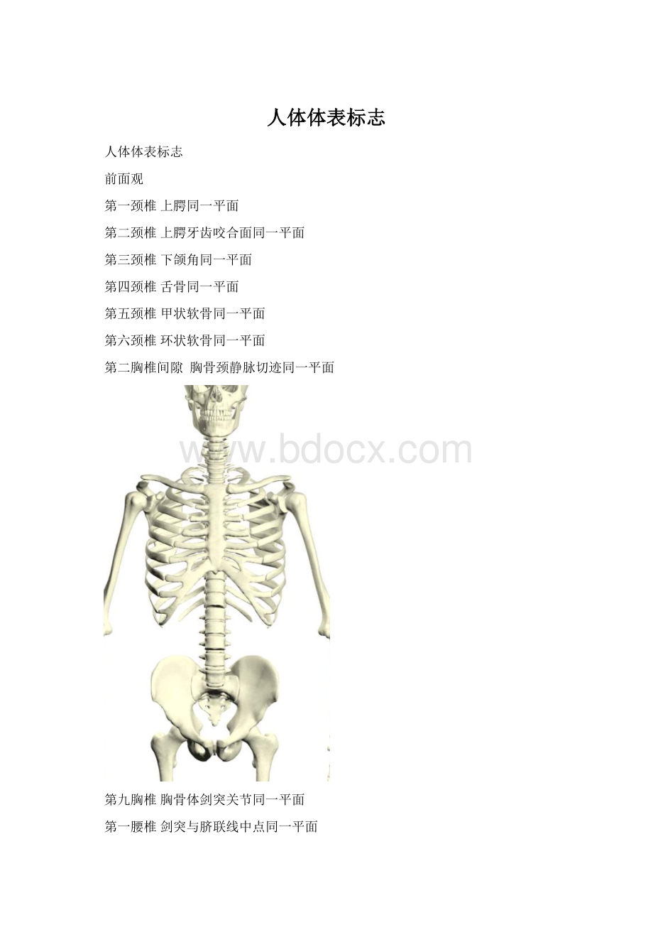 人体体表标志Word文档下载推荐.docx