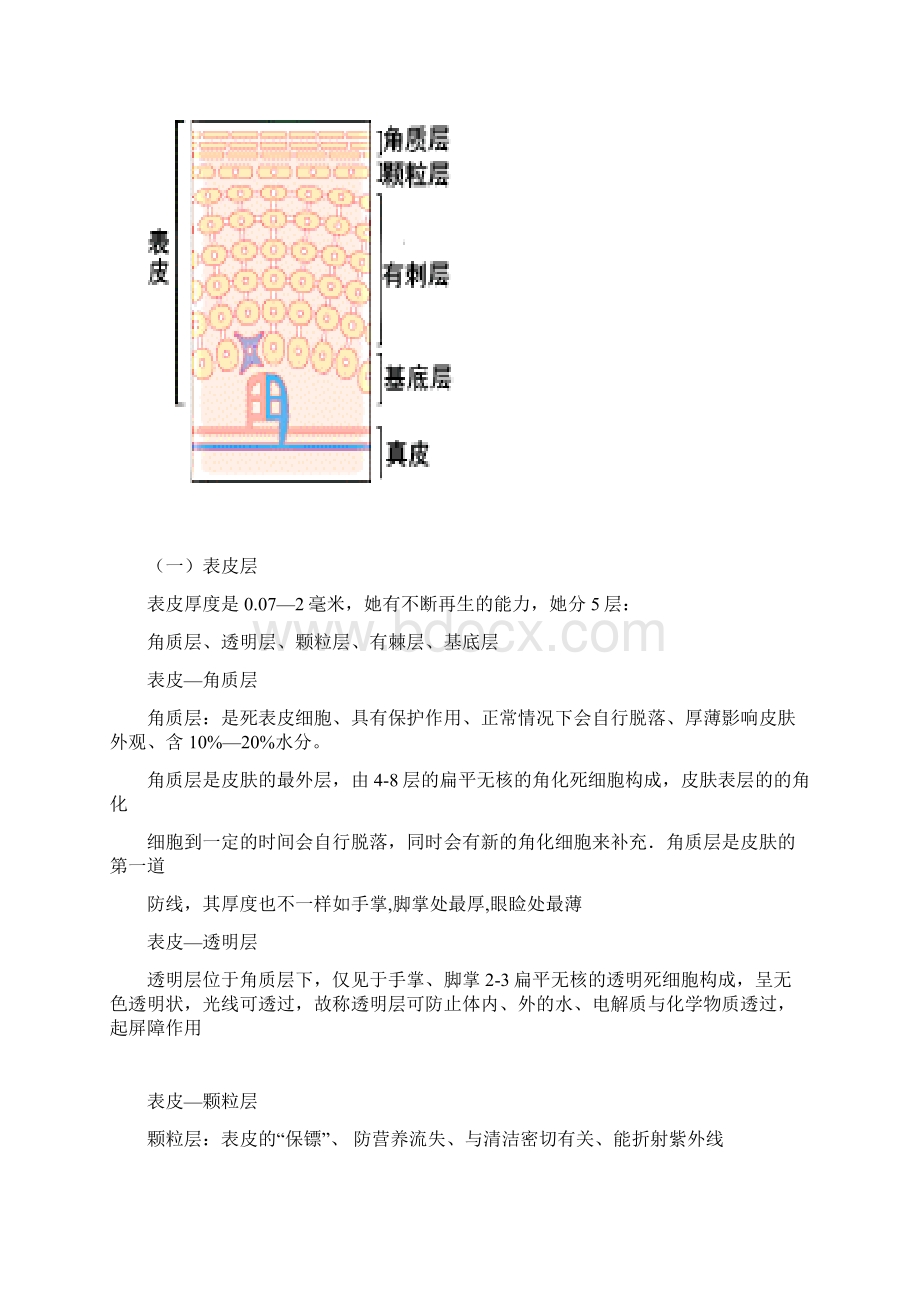 关于皮肤基础知识的详解.docx_第3页