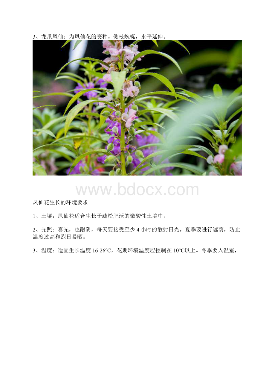 凤仙花枯萎了还能救活吗.docx_第3页