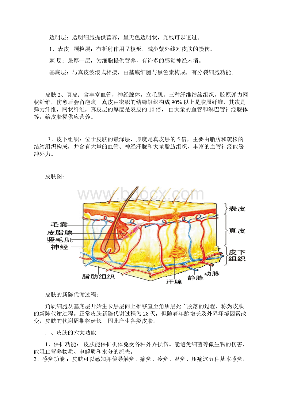 皮肤的专业知识.docx_第3页