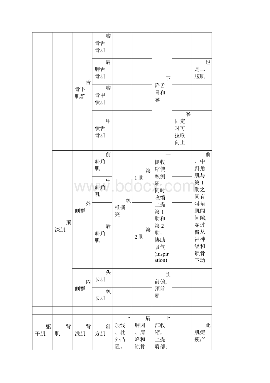 人体肌肉重点总结.docx_第3页