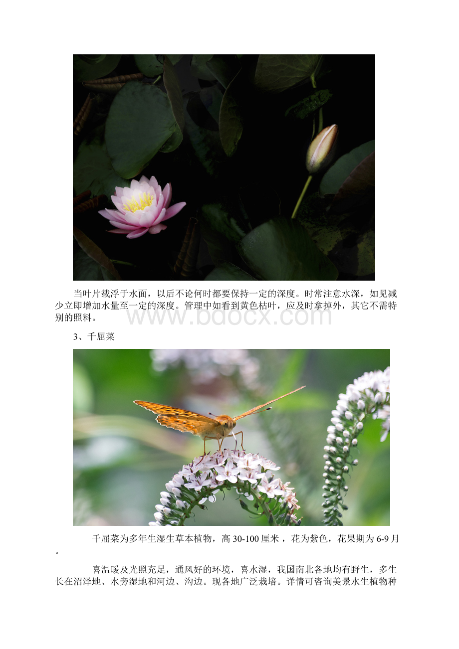 生态浮岛常见植物培植要点.docx_第2页