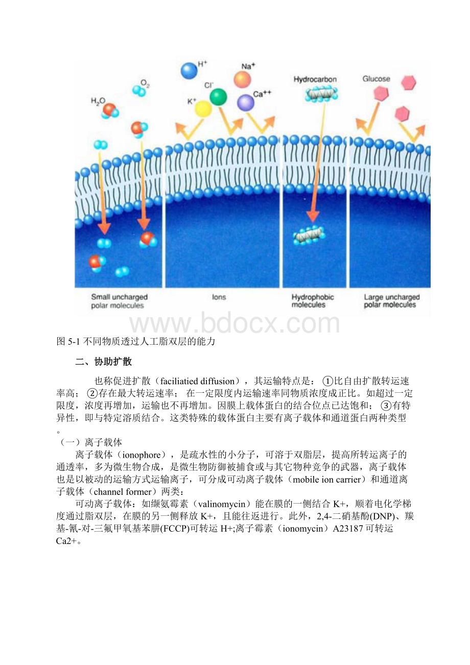 第五章 跨膜运输.docx_第2页