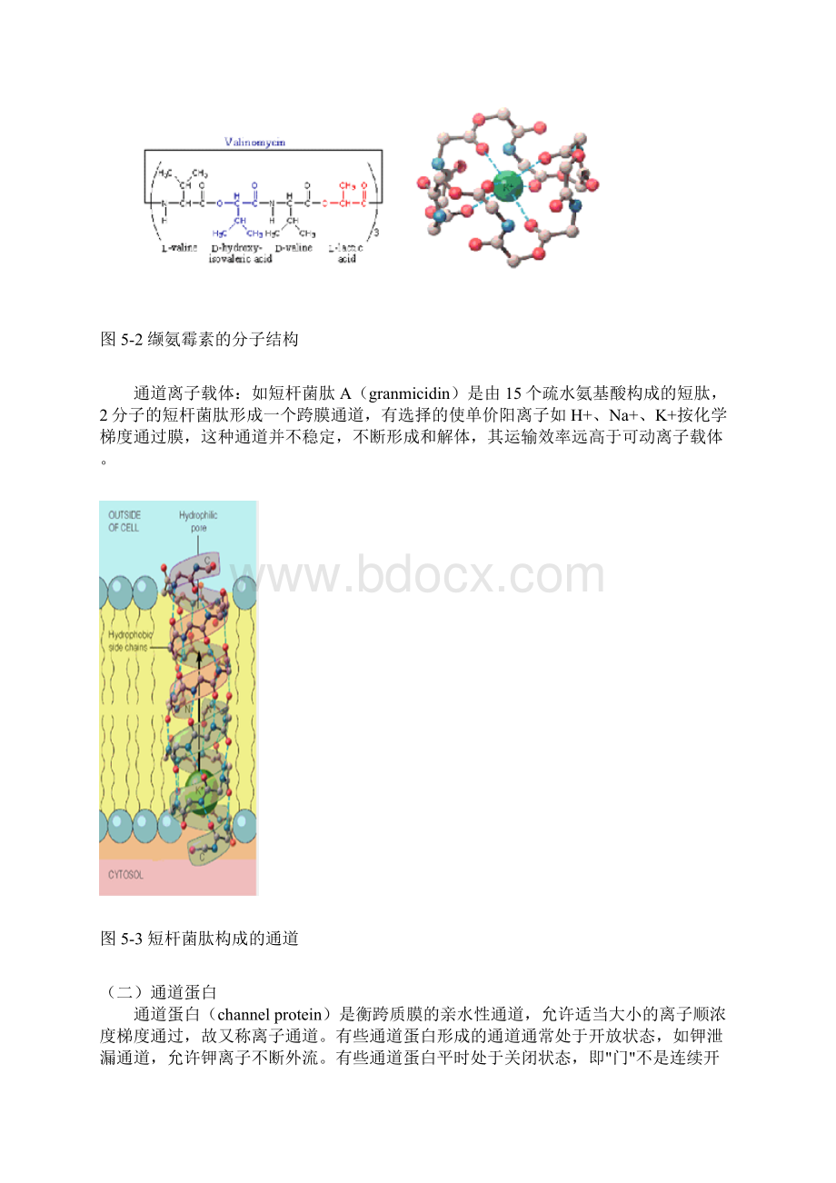 第五章 跨膜运输.docx_第3页