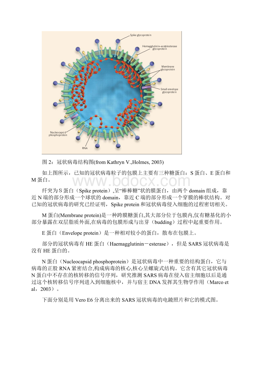 SARS病毒研究概述.docx_第3页