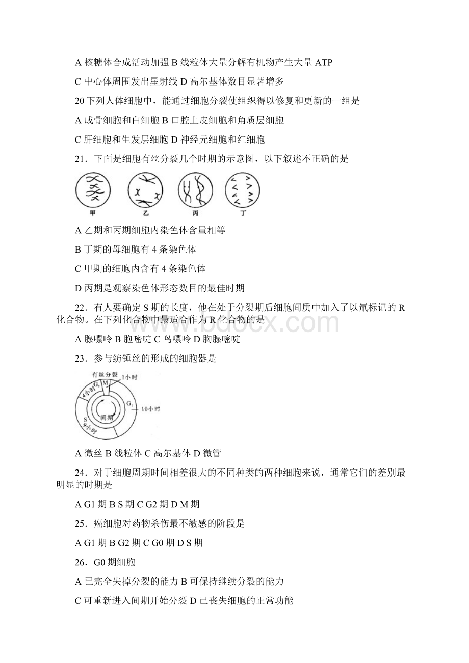 有丝分裂.docx_第3页