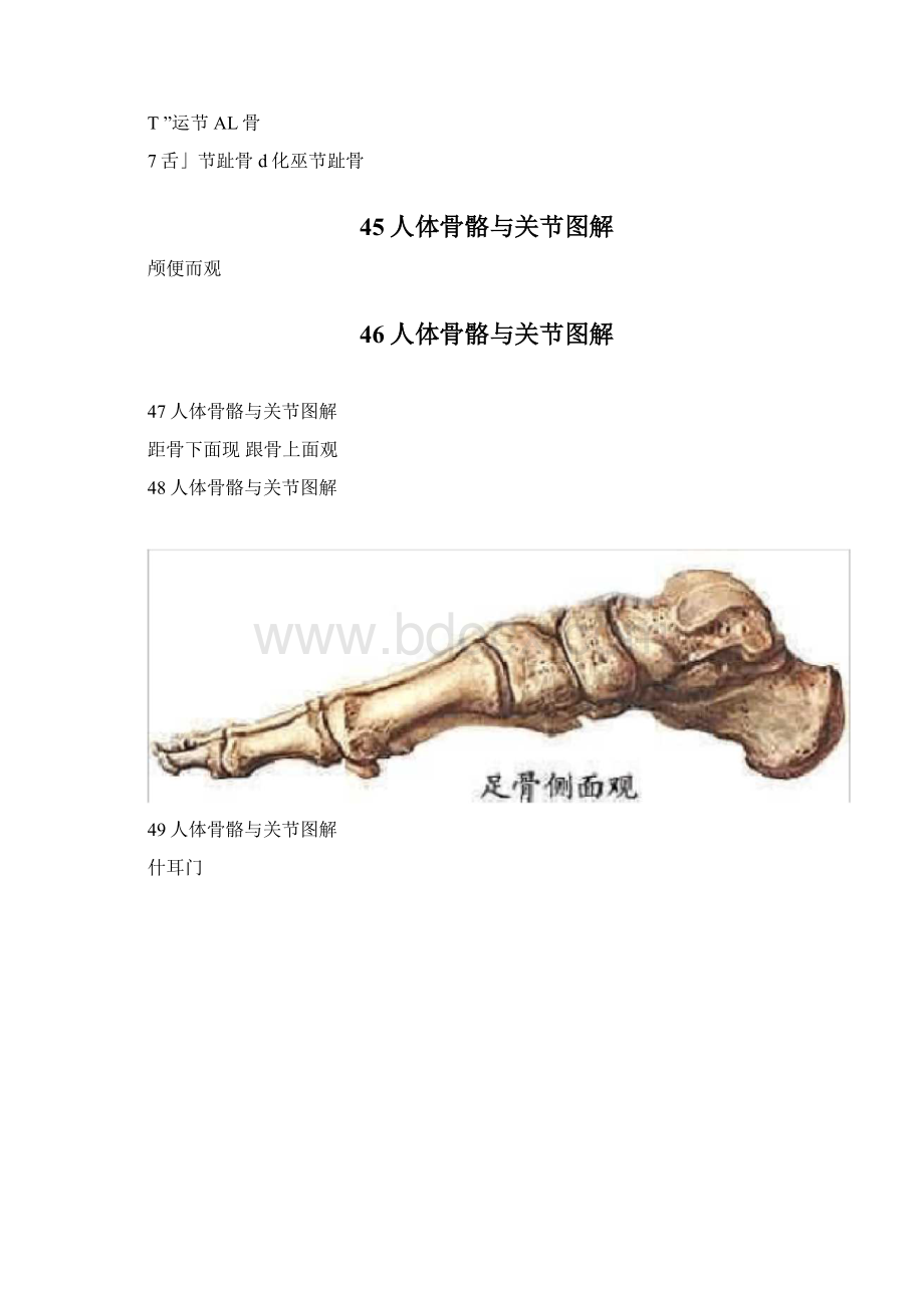 人体骨骼与关节图解0721211539Word下载.docx_第2页