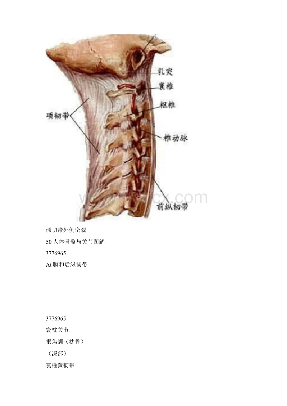 人体骨骼与关节图解0721211539Word下载.docx_第3页