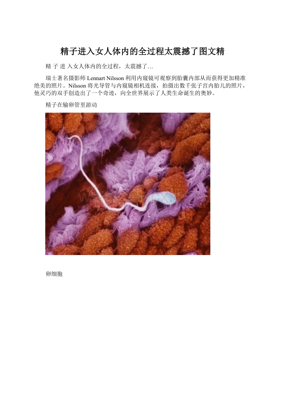 精子进入女人体内的全过程太震撼了图文精.docx_第1页